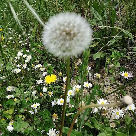 L'upupa Amiata * Salaiola