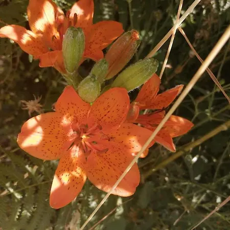 Prázdninový dům L'upupa Amiata *