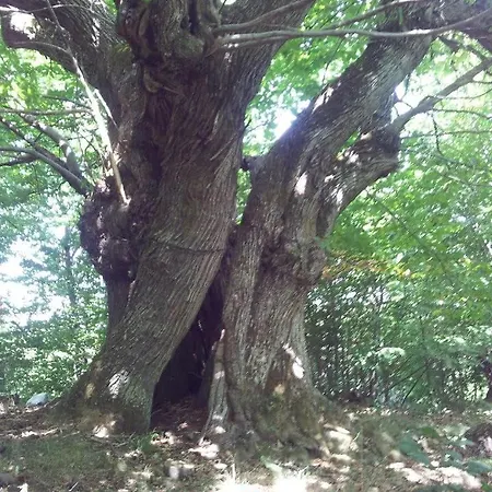 L'upupa Amiata *