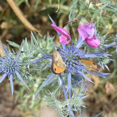 L'upupa Amiata Prázdninový dům Salaiola