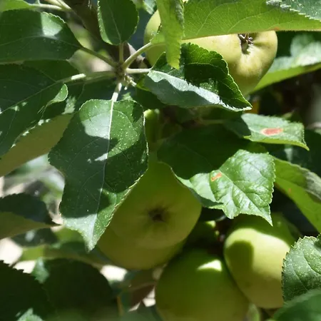 L'upupa Amiata Salaiola